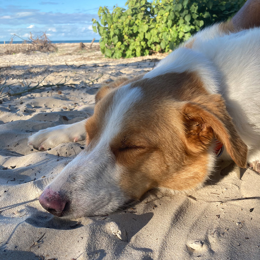 Dogs can relax at Inskip Point campground after a long day at the beach.