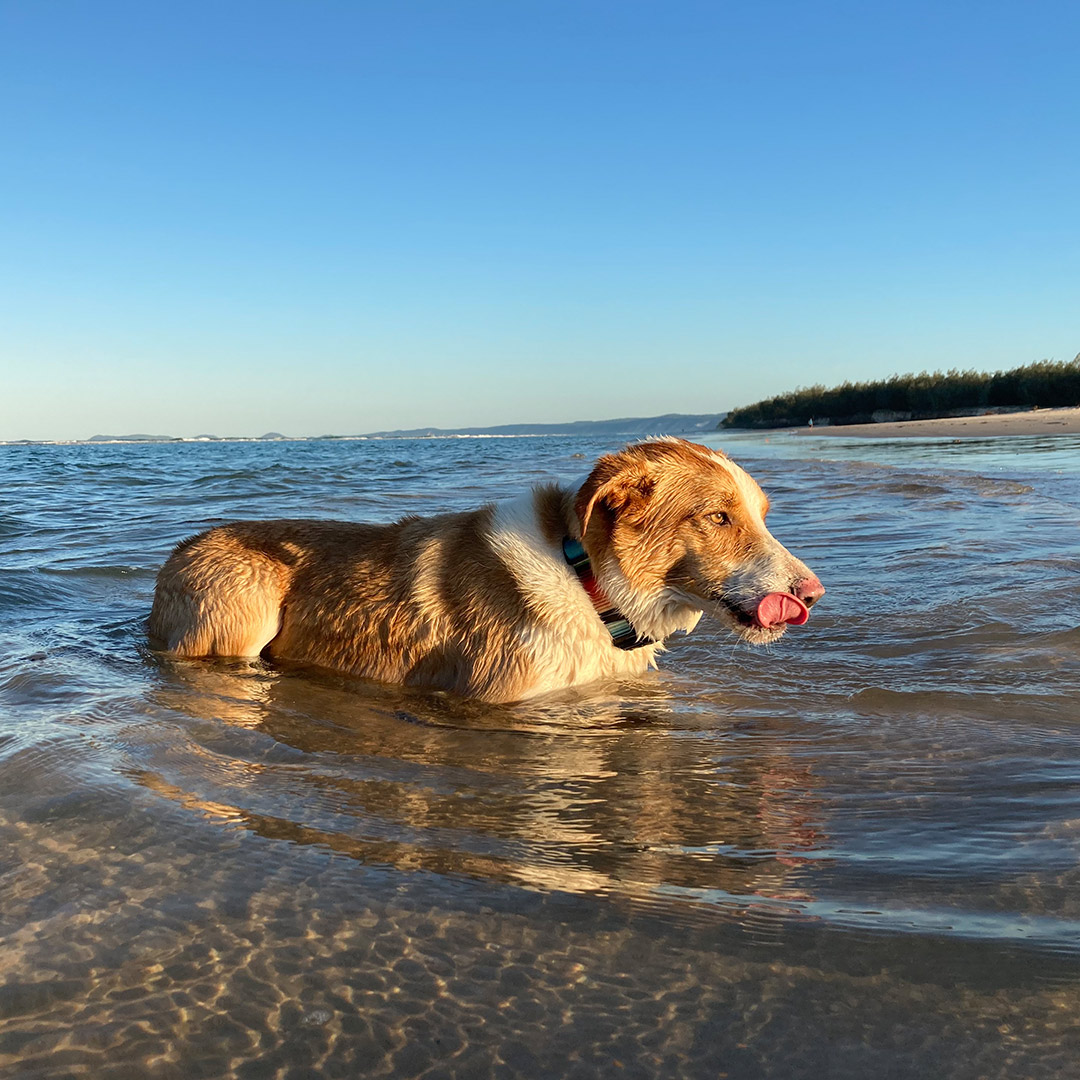 The beach is amazing and the dogs will love swimming right outside camp.