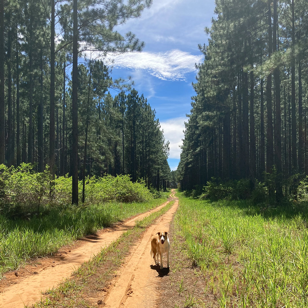 Exploring some 4wd tracks in the state forest.