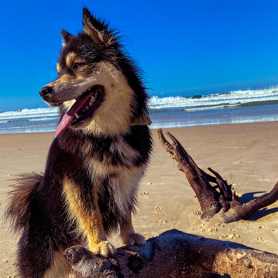 Dog friendly Belongil Beach is where you'll find Alma on a trip to Byron Bay