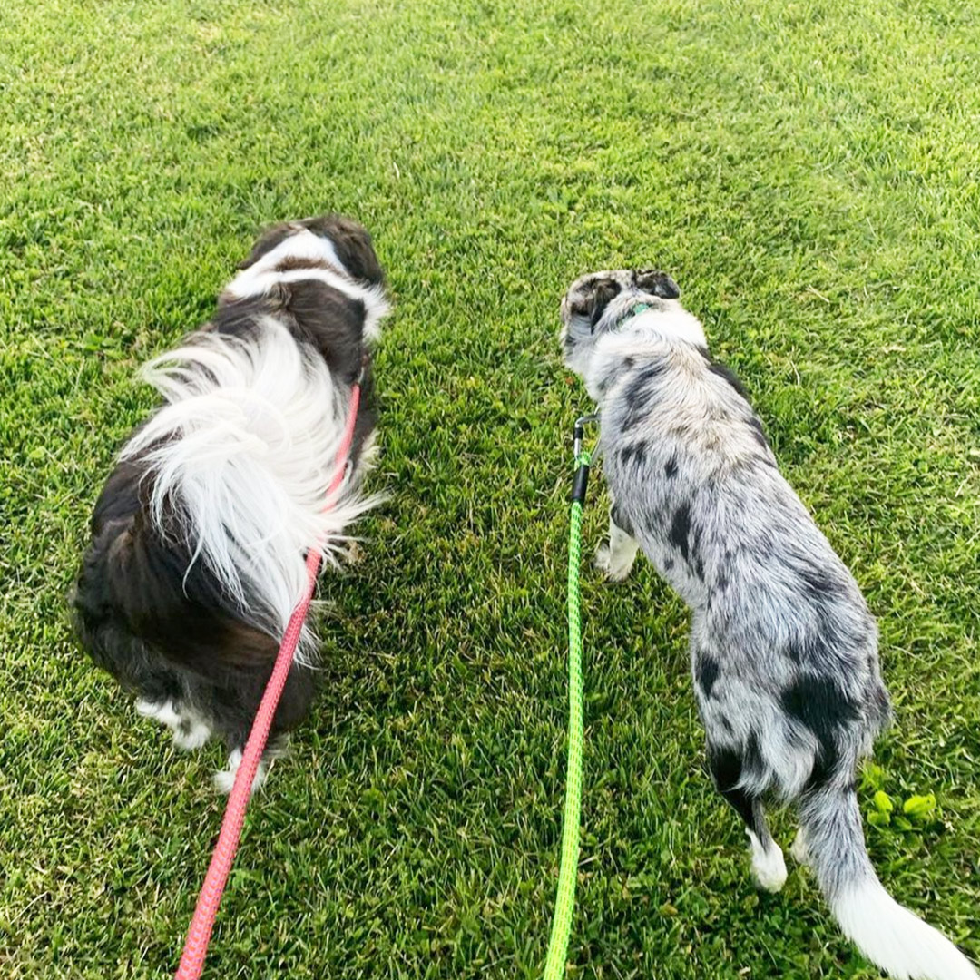Wolf & I Co. Border Collies Walking On A Leash