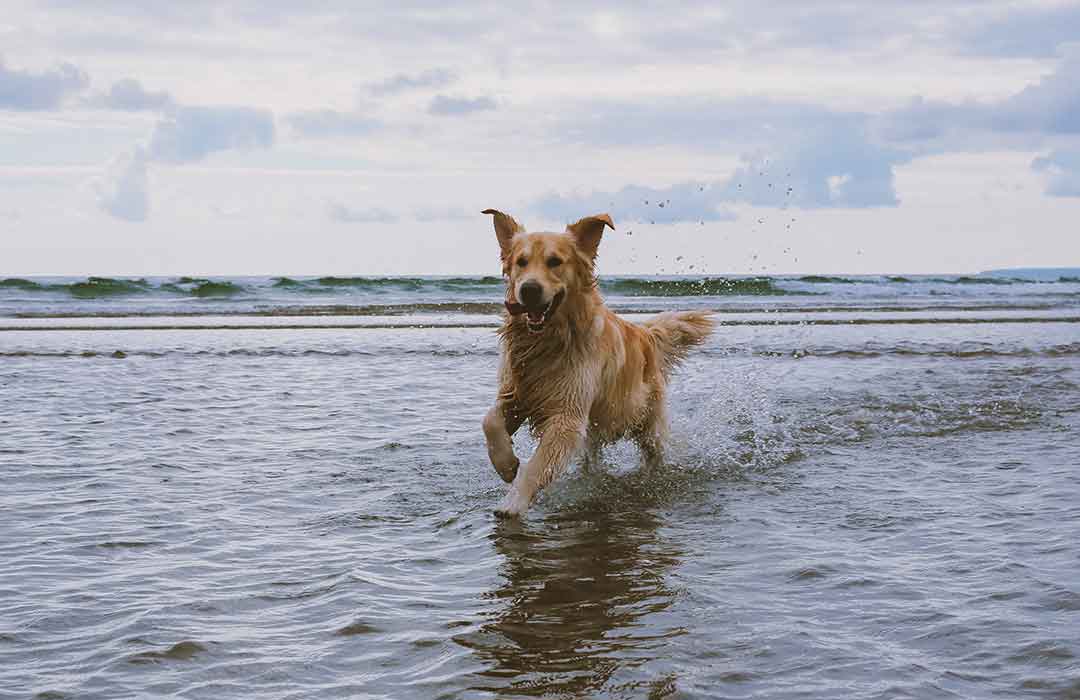 Dogs on holidays are always having fun!