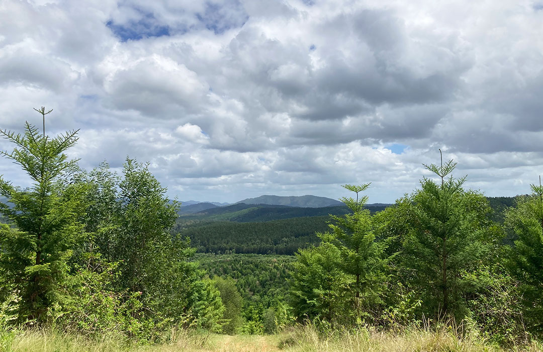 Beautiful views amongst the pine trees in Imbil State Forest