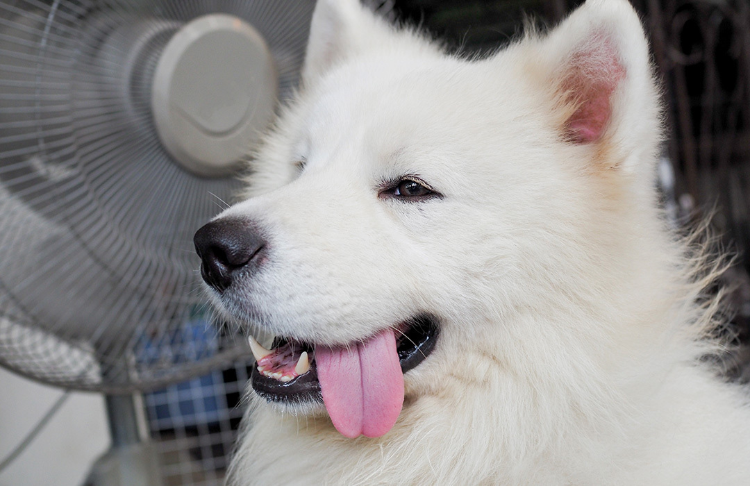 Keep Dogs Cool During Heat Wave And Hot Weather Keep Dogs Cool During Heat Wave And Hot Weather