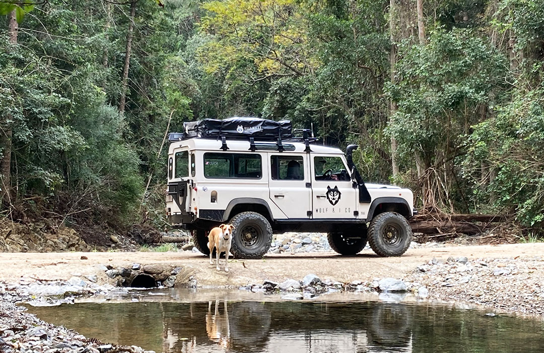 Explore the Imbil State Forest with your dog in a Landrover Defender