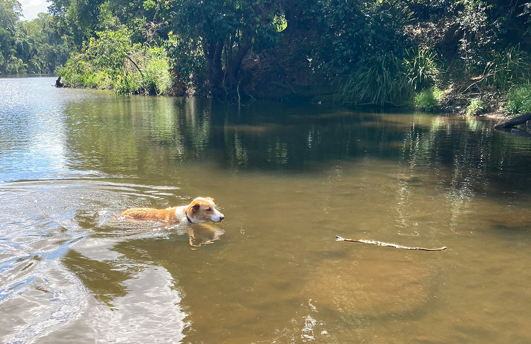 Many creeks can be found for your dog to have a dip